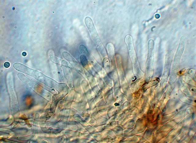 Galerina spec. Cod.: DSCN 5028